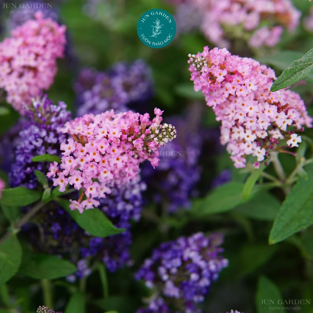 Chậu Hoa Cây Cảnh Ban Công: Giải Pháp Cho Không Gian Nhỏ Hẹp Luôn Thơm Ngát Chậu Hoa Cây Cảnh Ban Công: Giải Pháp Cho Không Gian Nhỏ Hẹp Luôn Thơm Ngát