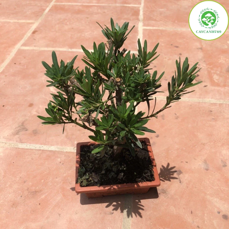 TIỀN VÀO NHƯ NƯỚC với chậu hoa cây cảnh để phòng khách này | Phong Thủy Tùng La Hán. TIỀN VÀO NHƯ NƯỚC với chậu hoa cây cảnh để phòng khách này | Phong Thủy Tùng La Hán.