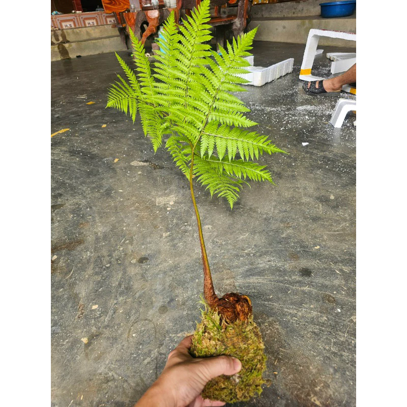 Loại chậu hoa cây cảnh khiến khách đến nhà phải TRẦM TRỒ khen ngợi. Loại chậu hoa cây cảnh khiến khách đến nhà phải TRẦM TRỒ khen ngợi.