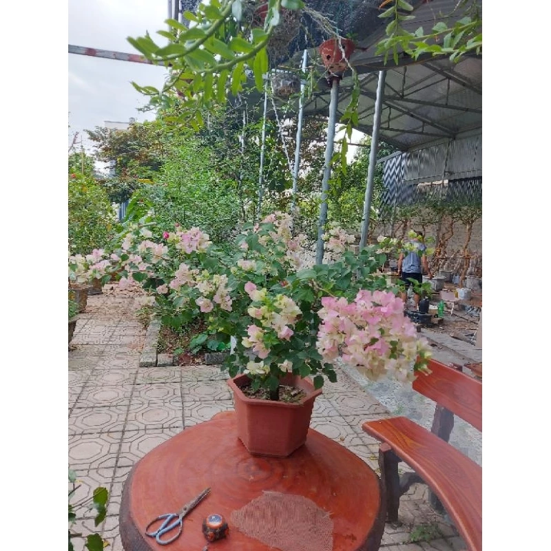 Làm sao để có chậu hoa giấy đẹp? Câu trả lời nằm ở cây sakura nguyên bản này! 1