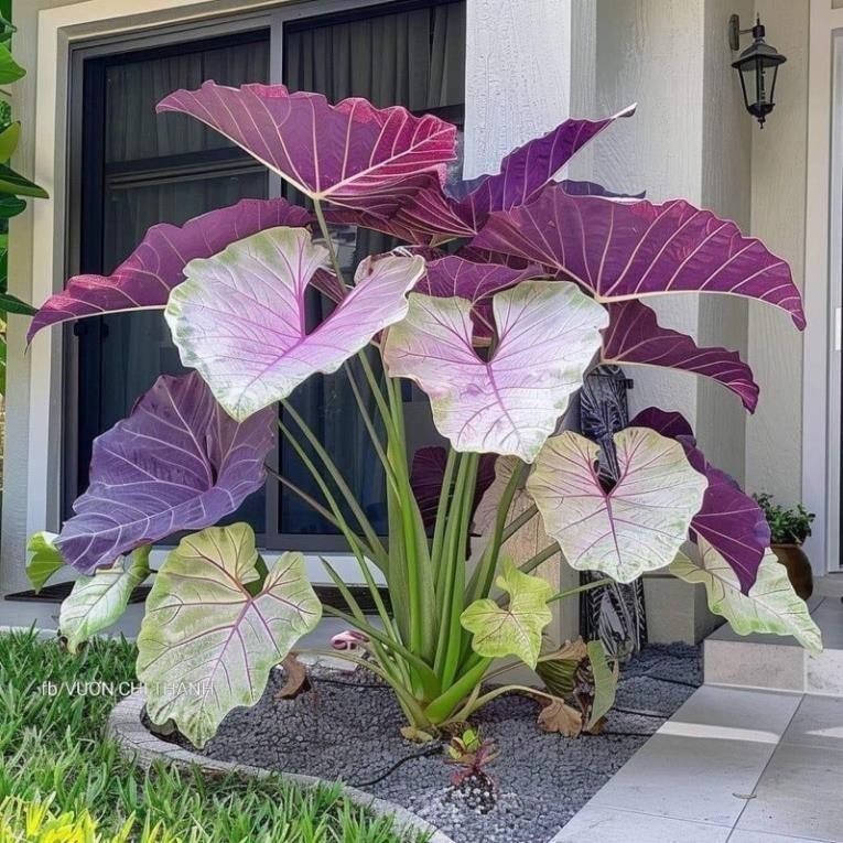 Chậu hoa cây cảnh ngoài trời Colocasia: Top 1 xu hướng trang trí 2025. Chậu hoa cây cảnh ngoài trời Colocasia: Top 1 xu hướng trang trí 2025.