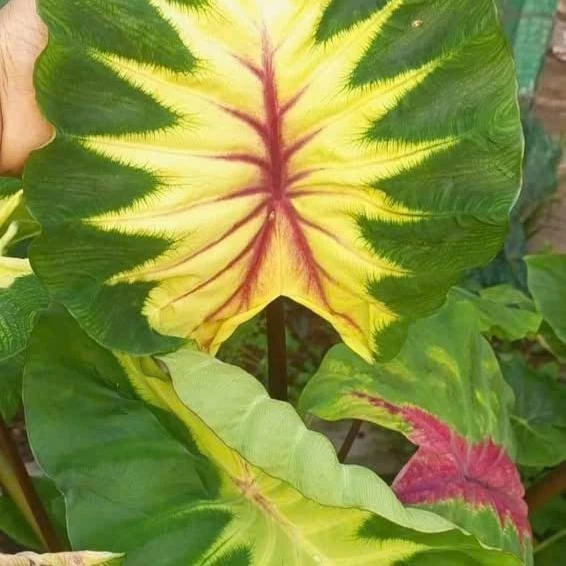 Chậu Hoa Cây Cảnh Ngoài Trời - Chậu Môn Nhiều Màu Siêu Dễ Chăm Sóc Chậu Hoa Cây Cảnh Ngoài Trời - Chậu Môn Nhiều Màu Siêu Dễ Chăm Sóc