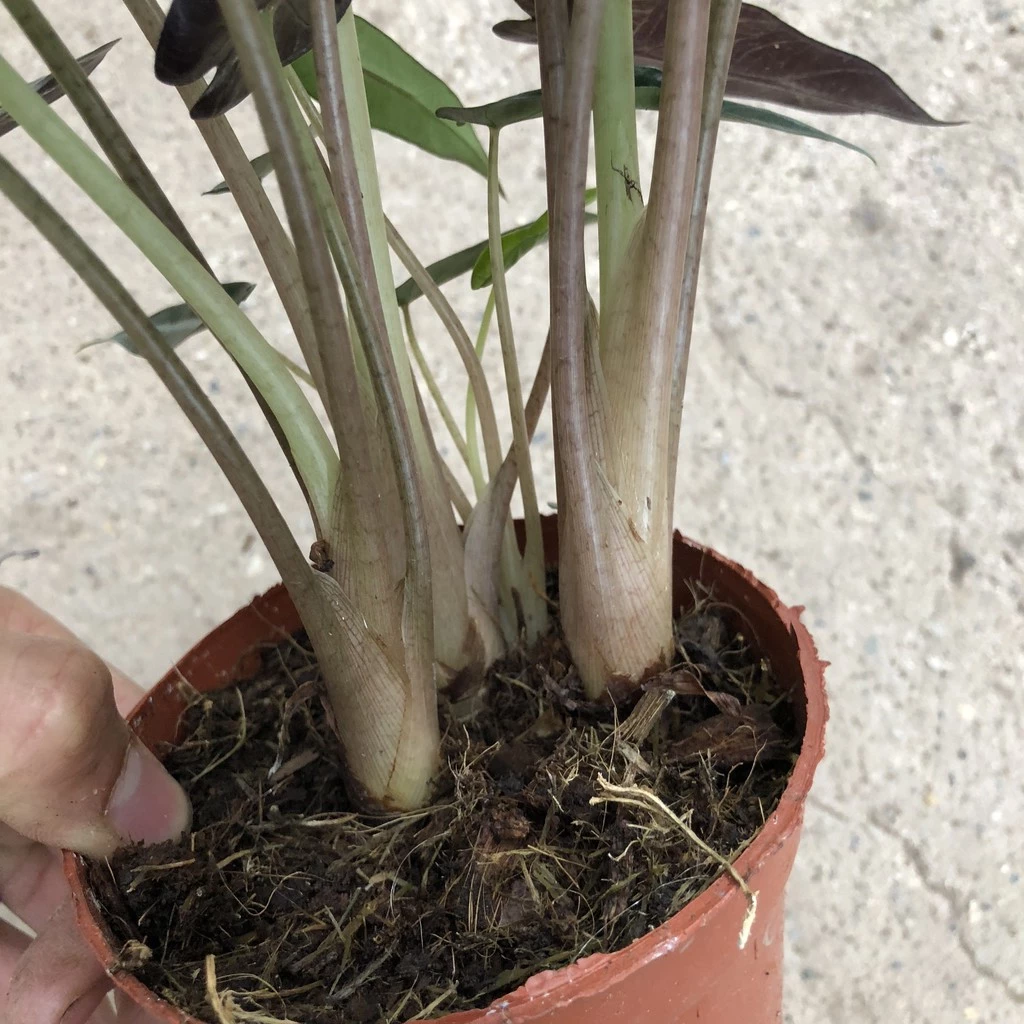 Sở hữu ngay chậu hoa cây cảnh ngoài trời Môn Quan Âm để biến góc vườn nhỏ của bạn thành nơi thư giãn đầy năng lượng tích cực. Sở hữu ngay chậu hoa cây cảnh ngoài trời Môn Quan Âm để biến góc vườn nhỏ của bạn thành nơi thư giãn đầy năng lượng tích cực.