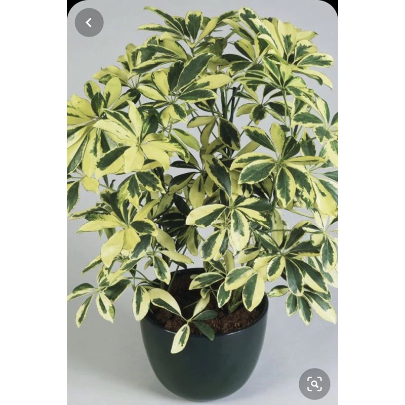 LOẠI BỎ Muỗi Khỏi Nhà Bằng Chậu Hoa Cây Cảnh Đẹp Này, Bạn Tin Không? LOẠI BỎ Muỗi Khỏi Nhà Bằng Chậu Hoa Cây Cảnh Đẹp Này, Bạn Tin Không?