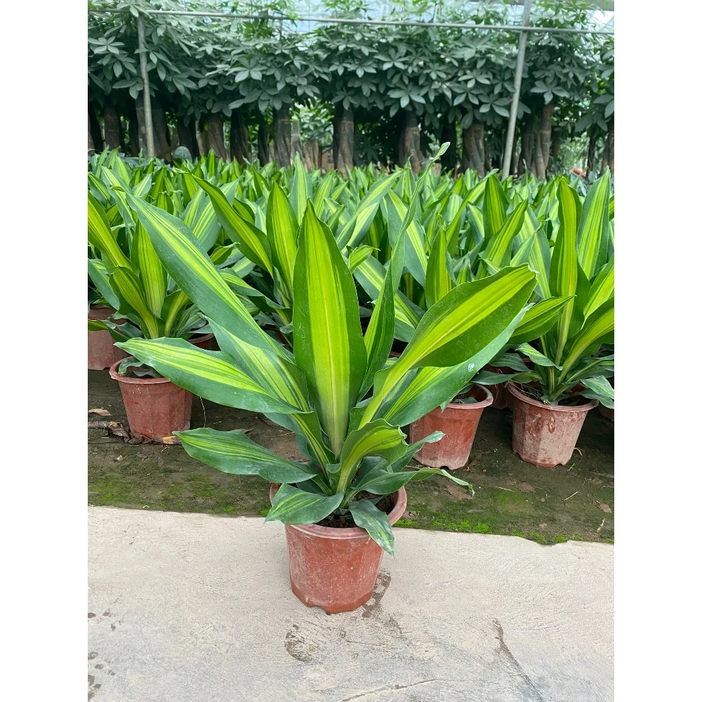 Chọn Chậu Hoa Cây Cảnh cho người mệnh Mộc: Thiết Mộc Lan có phải là lựa chọn TỐT NHẤT? Chọn Chậu Hoa Cây Cảnh cho người mệnh Mộc: Thiết Mộc Lan có phải là lựa chọn TỐT NHẤT?