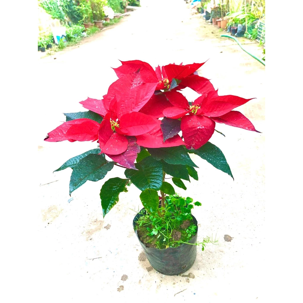 Tô điểm không gian sống của bạn với chậu hoa đẹp cây trạng nguyên. Tô điểm không gian sống của bạn với chậu hoa đẹp cây trạng nguyên.