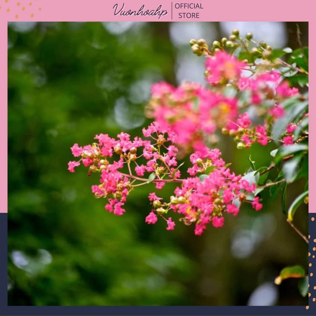 Chậu Hoa Đẹp Này Có Thật Sự Mang Lại MAY MẮN Như Lời Đồn? Chậu Hoa Đẹp Này Có Thật Sự Mang Lại MAY MẮN Như Lời Đồn?