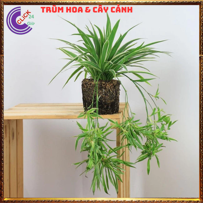 Chậu Hoa Cây Cảnh Phong Thủy Quyền Năng Nhất Giúp HÚT TÀI LỘC Chậu Hoa Cây Cảnh Phong Thủy Quyền Năng Nhất Giúp HÚT TÀI LỘC