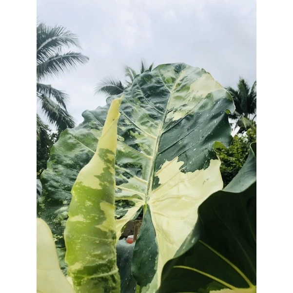 Ráy đột biến- Cây Cảnh Ngoài Trời ĐỘC LẠ Cho Sân Vườn Thêm Sang Ráy đột biến- Cây Cảnh Ngoài Trời ĐỘC LẠ Cho Sân Vườn Thêm Sang