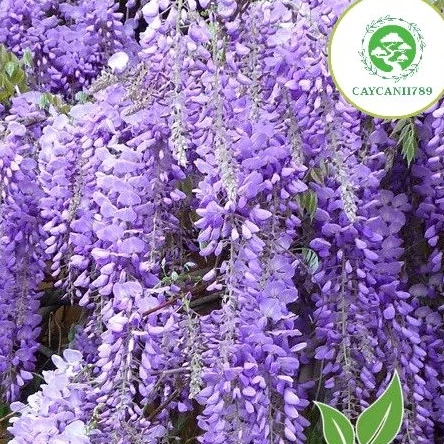 Góc "chill" yêu thích mỗi ngày bên những chậu hoa treo ban công xinh xắn- hoa tử đằng Chậu Hoa Cây Cảnh Đẹp: Cây Hoa Tử Đằng Giúp Ban Công Nở Hoa RỰC RỠ.