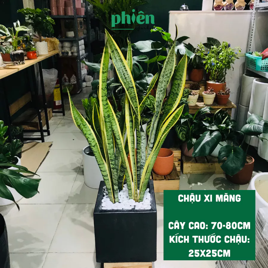 Dân Văn Phòng Rước VẬN MAY với Chậu Hoa Cây Cảnh Lưỡi Hổ Thái Phong Thủy Này. Dân Văn Phòng Rước VẬN MAY với Chậu Hoa Cây Cảnh Lưỡi Hổ Thái Phong Thủy Này.