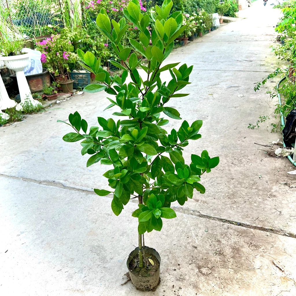 Review thực tế chậu hoa dành dành 40cm: Có đáng tiền để sở hữu không? Review thực tế chậu hoa dành dành 40cm: Có đáng tiền để sở hữu không?