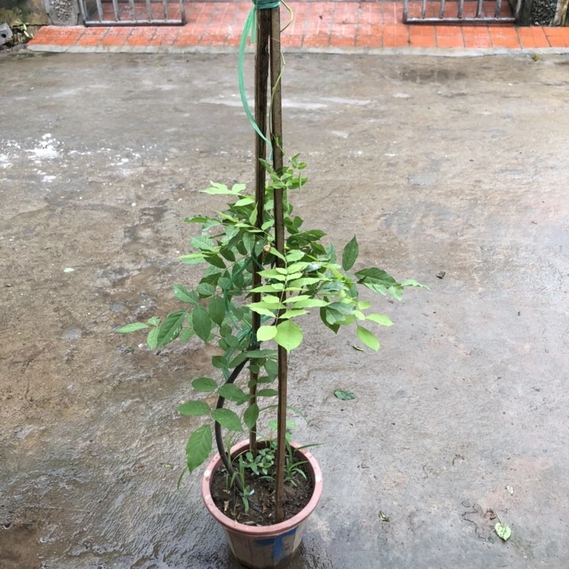 Chậu Hoa Cây Cảnh Đẹp: Bí Quyết Biến Ngôi Nhà Thành Thiên Đường Của Cây Hoa Tử Đằng. Chậu Hoa Cây Cảnh Đẹp: Bí Quyết Biến Ngôi Nhà Thành Thiên Đường Của Cây Hoa Tử Đằng.