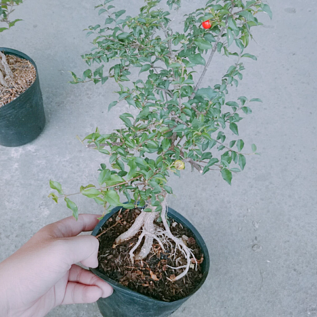 Hồng Ngọc Mai Bonsai: "Chậu Hoa Cây Cảnh Phong Thủy" Kích Hoạt VẬN MAY Cho Người Mệnh Hỏa và Mộc Hồng Ngọc Mai Bonsai: "Chậu Hoa Cây Cảnh Phong Thủy" Kích Hoạt VẬN MAY Cho Người Mệnh Hỏa và Mộc