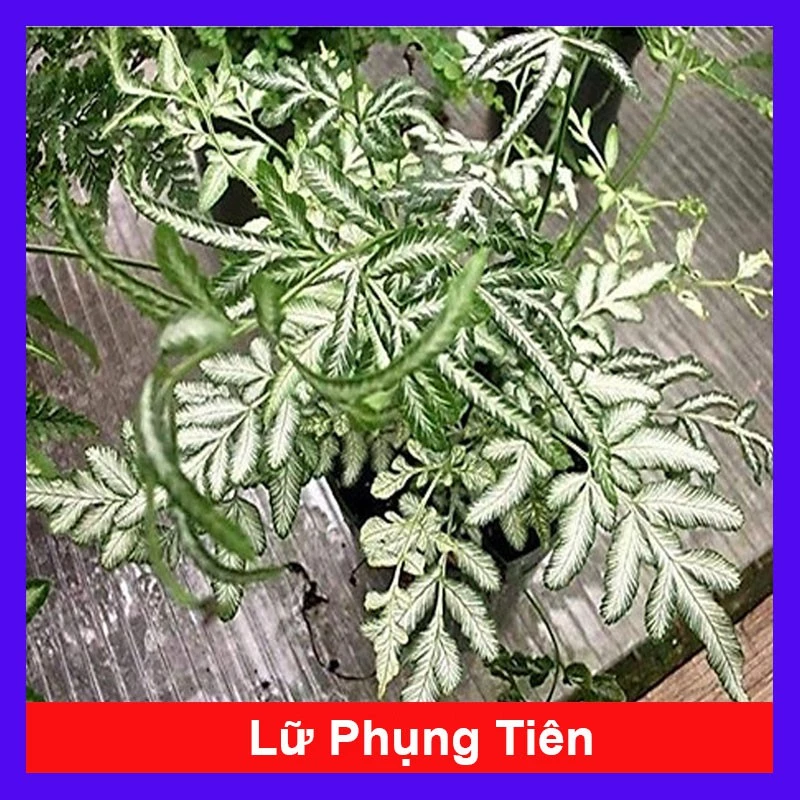 Biến hóa bàn làm việc với Cây Lữ Phụng Tiên - Chậu hoa cây cảnh ĐỘC LẠ bậc nhất. Biến hóa bàn làm việc với Cây Lữ Phụng Tiên - Chậu hoa cây cảnh ĐỘC LẠ bậc nhất.