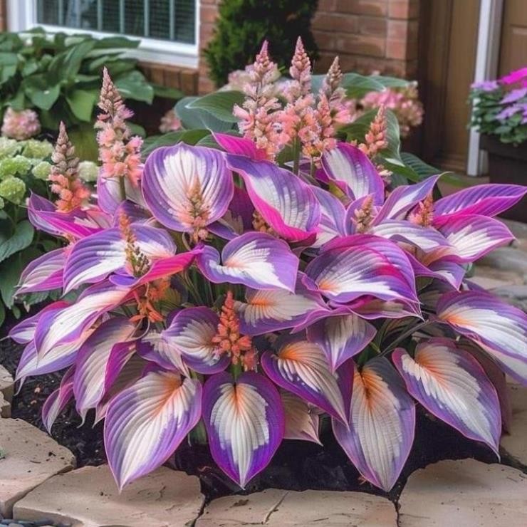 BÍ MẬT trồng Môn kiểng từ củ, cách tạo ra chậu hoa cây cảnh ngoài trời ĐẸP MÊ HỒN. BÍ MẬT trồng Môn kiểng từ củ, cách tạo ra chậu hoa cây cảnh ngoài trời ĐẸP MÊ HỒN.