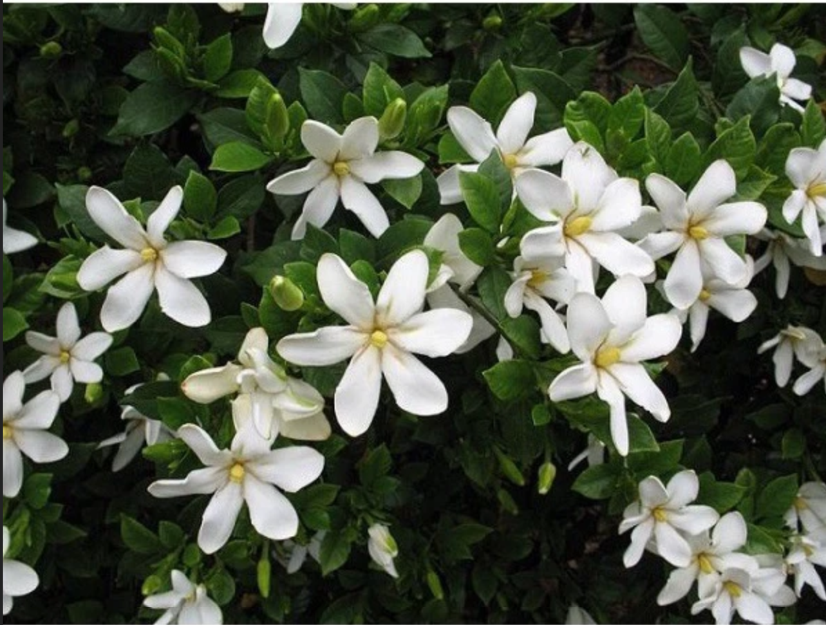 THƠM NỨC NHÀ chỉ với một chậu hoa cây cảnh đẹp - Bạn đã biết chưa? THƠM NỨC NHÀ chỉ với một chậu hoa cây cảnh đẹp - Bạn đã biết chưa?