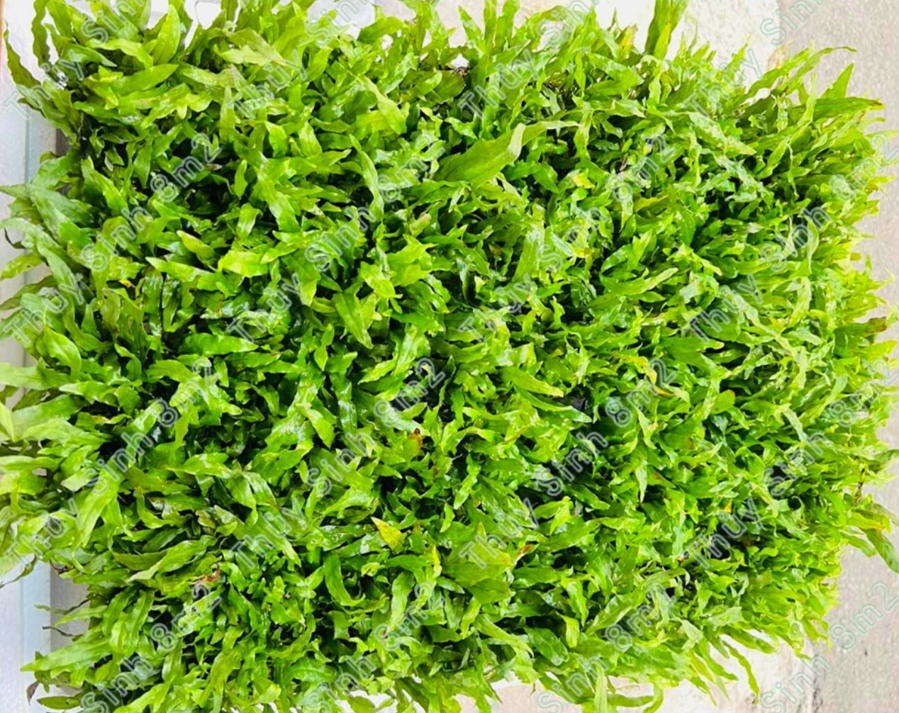 Thủy sinh cho người LƯỜI | Chậu hoa cây cảnh đẹp BẤT CHẤP không cần CO2. Thủy sinh cho người LƯỜI | Chậu hoa cây cảnh đẹp BẤT CHẤP không cần CO2.