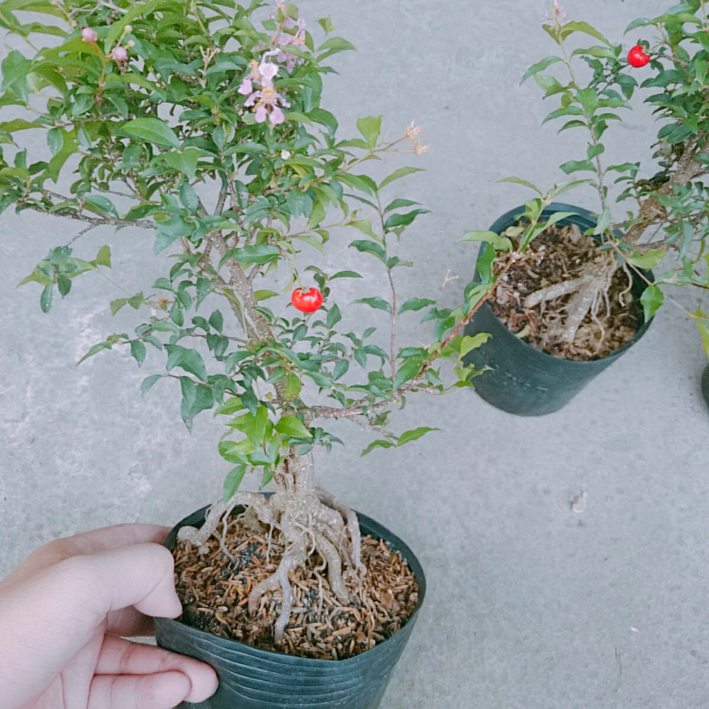 Review Cây Hồng Ngọc Mai - "Chậu Hoa Cây Cảnh Phong Thủy" Có Thực Sự Mang Lại GIÀU SANG? Review Cây Hồng Ngọc Mai - "Chậu Hoa Cây Cảnh Phong Thủy" Có Thực Sự Mang Lại GIÀU SANG?