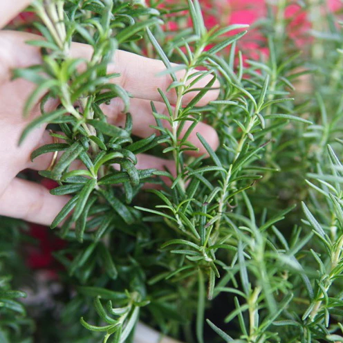 Chậu hoa đẹp HƯƠNG THẢO LÁ LỚN - Top 1 quà tặng ý nghĩa, độc đáo. Chậu hoa đẹp HƯƠNG THẢO LÁ LỚN - Top 1 quà tặng ý nghĩa, độc đáo.