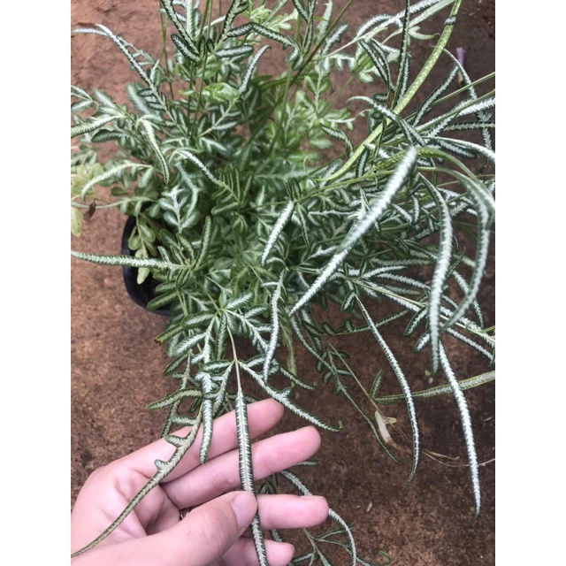 Cây Lữ Phụng Tiên - Chậu hoa cây cảnh độc đáo cho người làm kinh doanh. Cây Lữ Phụng Tiên - Chậu hoa cây cảnh độc đáo cho người làm kinh doanh.