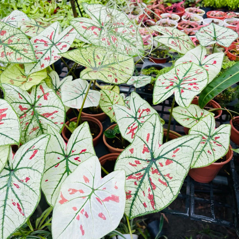 Chậu hoa cây cảnh nghệ thuật Môn Dâu Tây 10cm - Trang trí nhà xinh. Chậu hoa cây cảnh nghệ thuật Môn Dâu Tây 10cm - Trang trí nhà xinh.