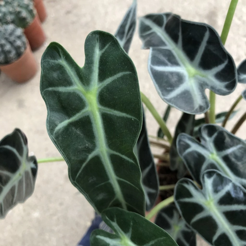 Dù bận rộn đến đâu, bạn vẫn có thể dễ dàng chăm sóc chậu hoa cây cảnh ngoài trời Môn Quan Âm để không gian sống luôn xanh mát. Dù bận rộn đến đâu, bạn vẫn có thể dễ dàng chăm sóc chậu hoa cây cảnh ngoài trời Môn Quan Âm để không gian sống luôn xanh mát.