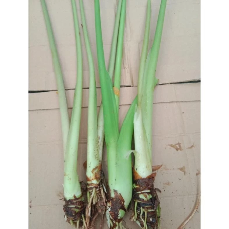 Colocasia (Môn) - Chậu hoa cây cảnh ngoài trời ĐỘC LẠ, không đụng hàng. Colocasia (Môn) - Chậu hoa cây cảnh ngoài trời ĐỘC LẠ, không đụng hàng.