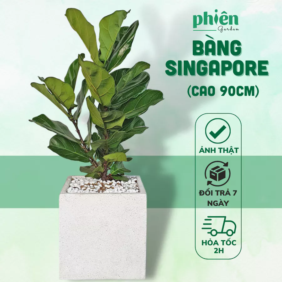 Đập Hộp Chậu Hoa Cây Cảnh Bàng Singapore Cao 1m5 | Nét Đẹp Khiến Ai Cũng PHẢI TRẦM TRỒ Đập Hộp Chậu Hoa Cây Cảnh Bàng Singapore Cao 1m5 | Nét Đẹp Khiến Ai Cũng PHẢI TRẦM TRỒ