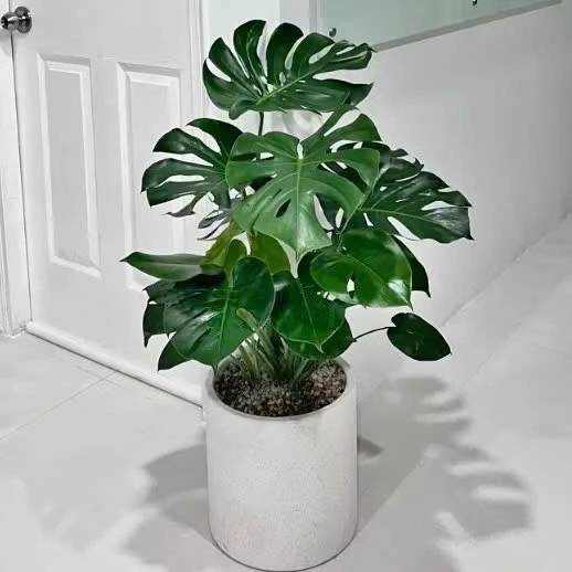 BIẾN nhà nghèo thành nhà sang chỉ với một chậu hoa cây cảnh Trầu Bà Nam Mỹ. BIẾN nhà nghèo thành nhà sang chỉ với một chậu hoa cây cảnh Trầu Bà Nam Mỹ.