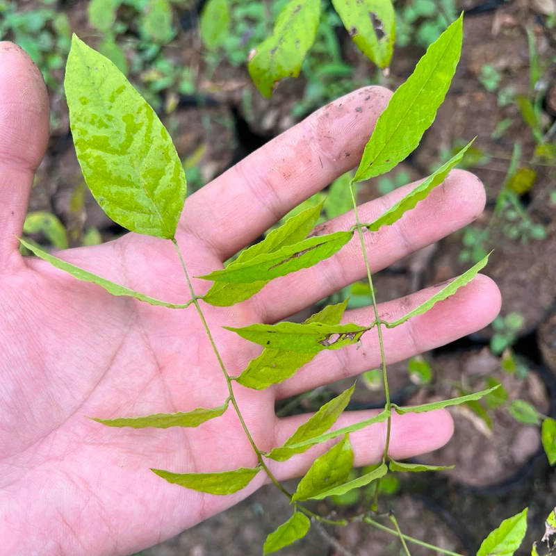 Cây Hoa Tử Đằng Leo Cuộn – Chậu Hoa Cây Cảnh Đẹp Đang GÂY BÃO. Cây Hoa Tử Đằng Leo Cuộn – Chậu Hoa Cây Cảnh Đẹp Đang GÂY BÃO.