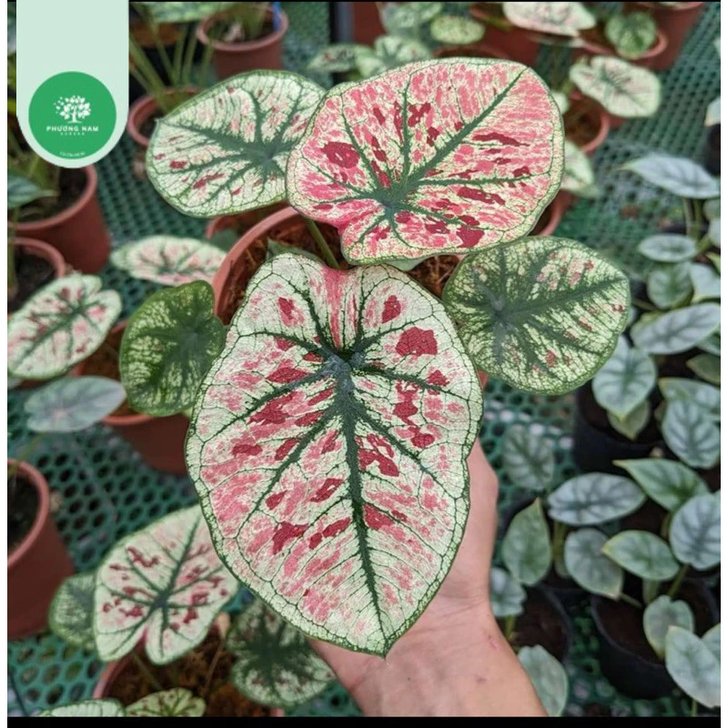 Chậu Hoa Cây Cảnh Nghệ Thuật Môn Dâu Tây 10cm - Vẻ Đẹp Tinh Tế Cho Mọi Không Gian! Chậu Hoa Cây Cảnh Nghệ Thuật Môn Dâu Tây 10cm - Vẻ Đẹp Tinh Tế Cho Mọi Không Gian!