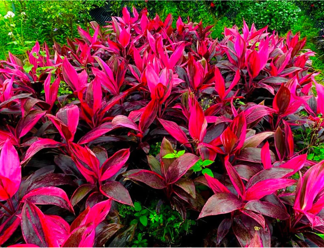 Bí Quyết Có Ngay Chậu Cây Ban Công Đẹp Khiến Hàng Xóm PHÁT HỜN Bí Quyết Có Ngay Chậu Cây Ban Công Đẹp Khiến Hàng Xóm PHÁT HỜN