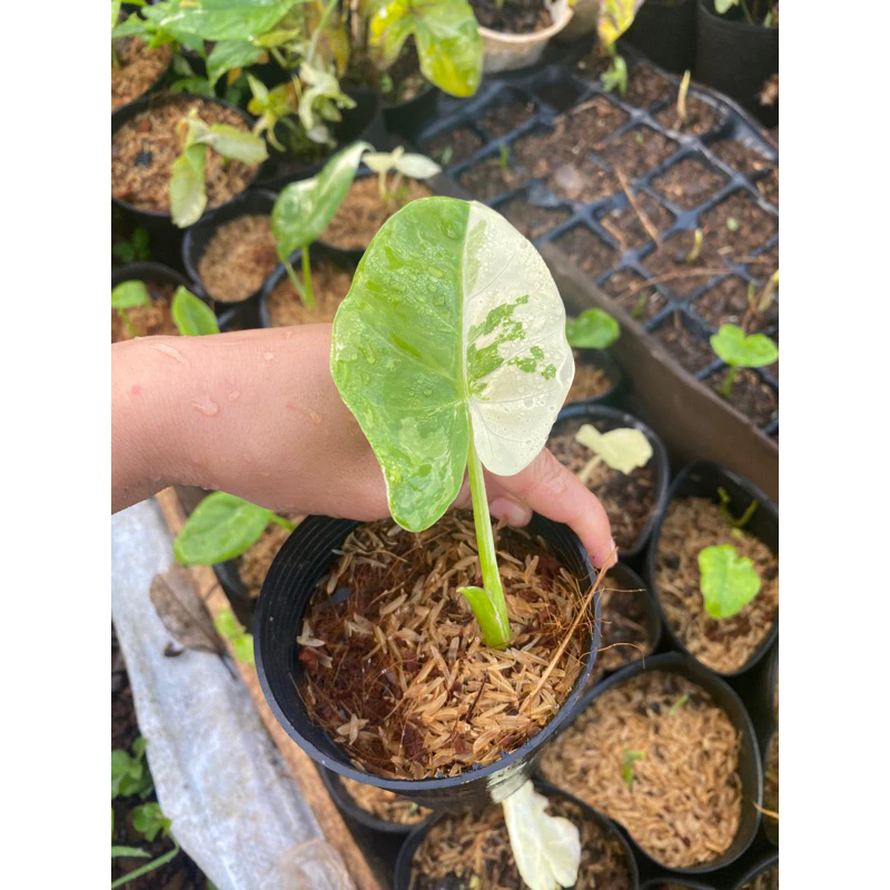 Mang cả khu vườn nhiệt đới vào không gian sống của bạn với chậu hoa cây cảnh ngoài trời ráy var độc đáo, điểm nhấn ấn tượng cho mọi góc sân vườn. Mang cả khu vườn nhiệt đới vào không gian sống của bạn với chậu hoa cây cảnh ngoài trời ráy var độc đáo, điểm nhấn ấn tượng cho mọi góc sân vườn.