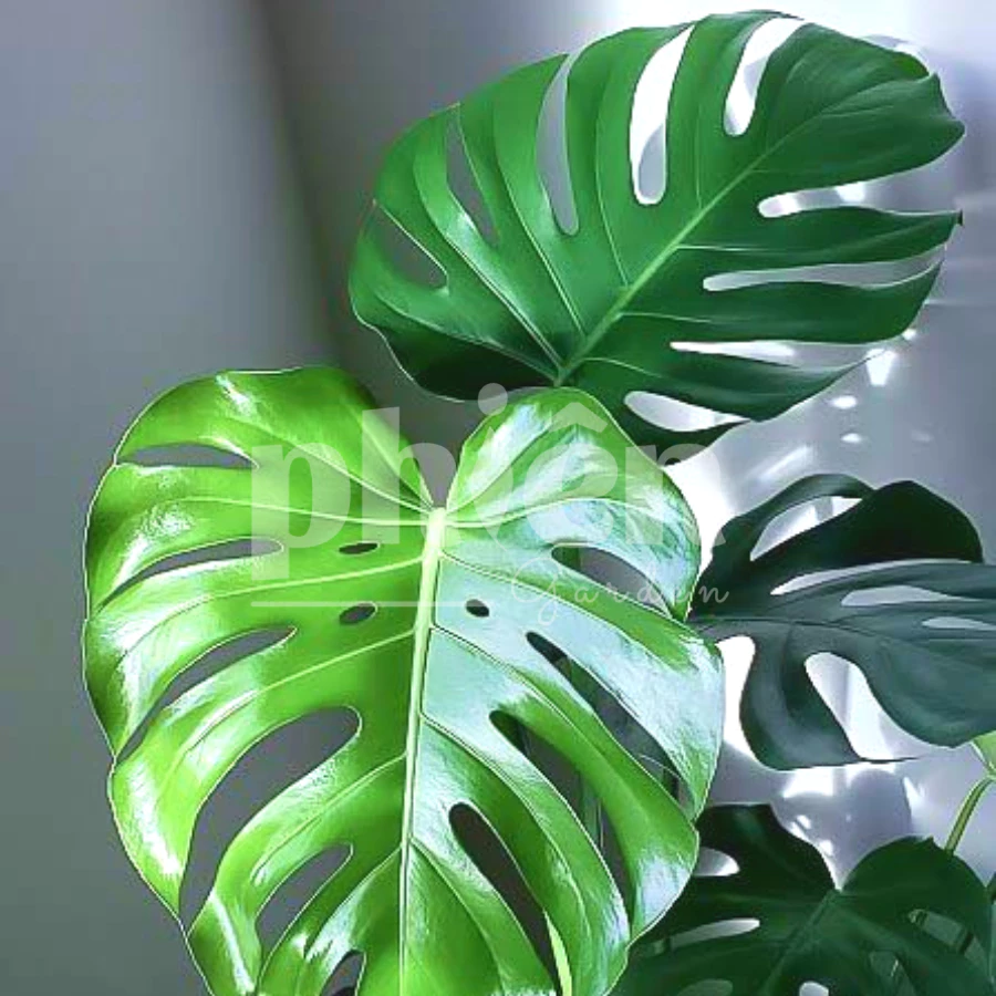 Hàng Triệu Người Mê Mẩn Chậu Hoa Cây Cảnh Để Phòng Khách Này, Còn Bạn? Hàng Triệu Người Mê Mẩn Chậu Hoa Cây Cảnh Để Phòng Khách Này, Còn Bạn?