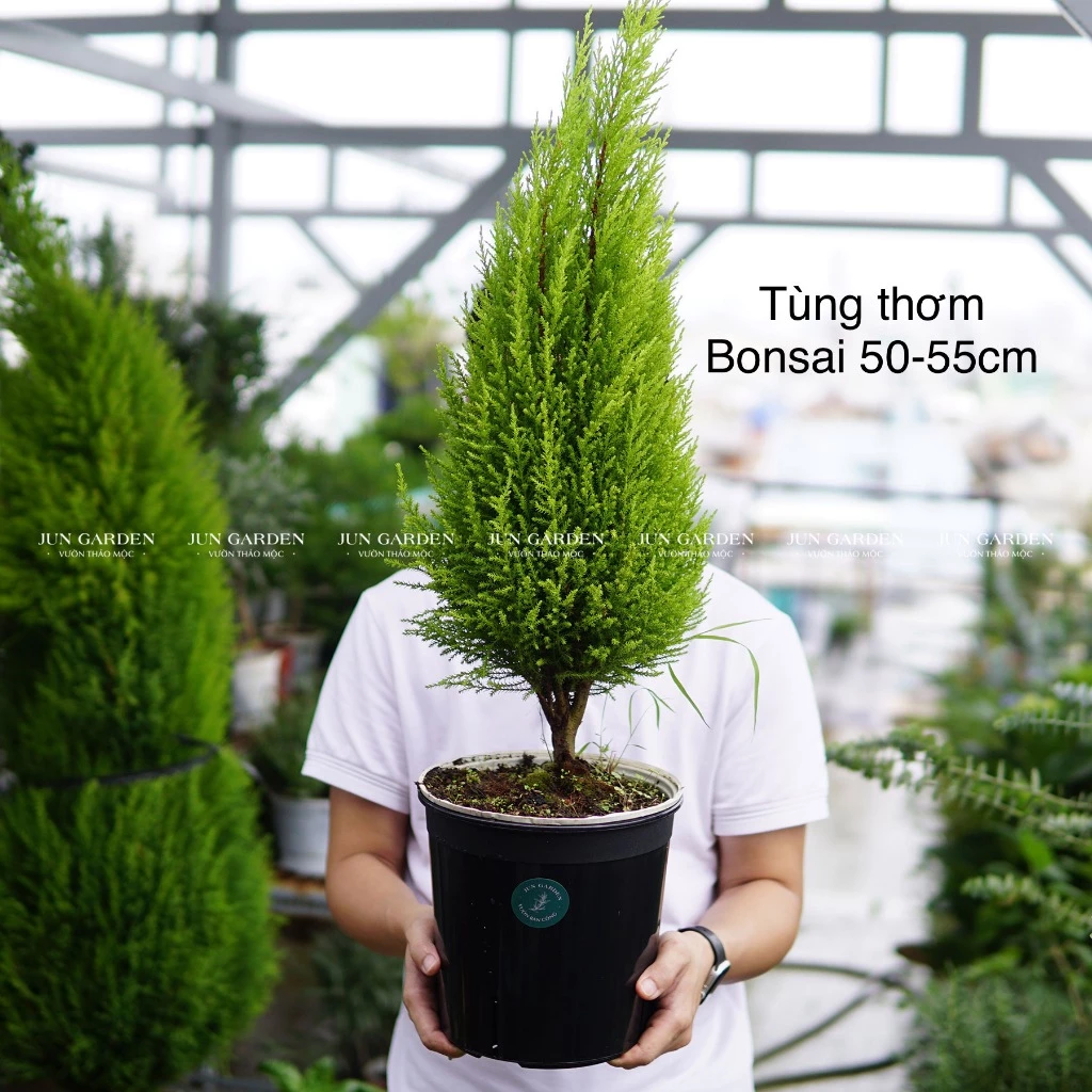 TOP 1 Chậu Hoa Cây Cảnh Ngoài Trời Khiến Giới Sành Cây SĂN LÙNG Vì Mùi Thơm Độc Nhất. TOP 1 Chậu Hoa Cây Cảnh Ngoài Trời Khiến Giới Sành Cây SĂN LÙNG Vì Mùi Thơm Độc Nhất.