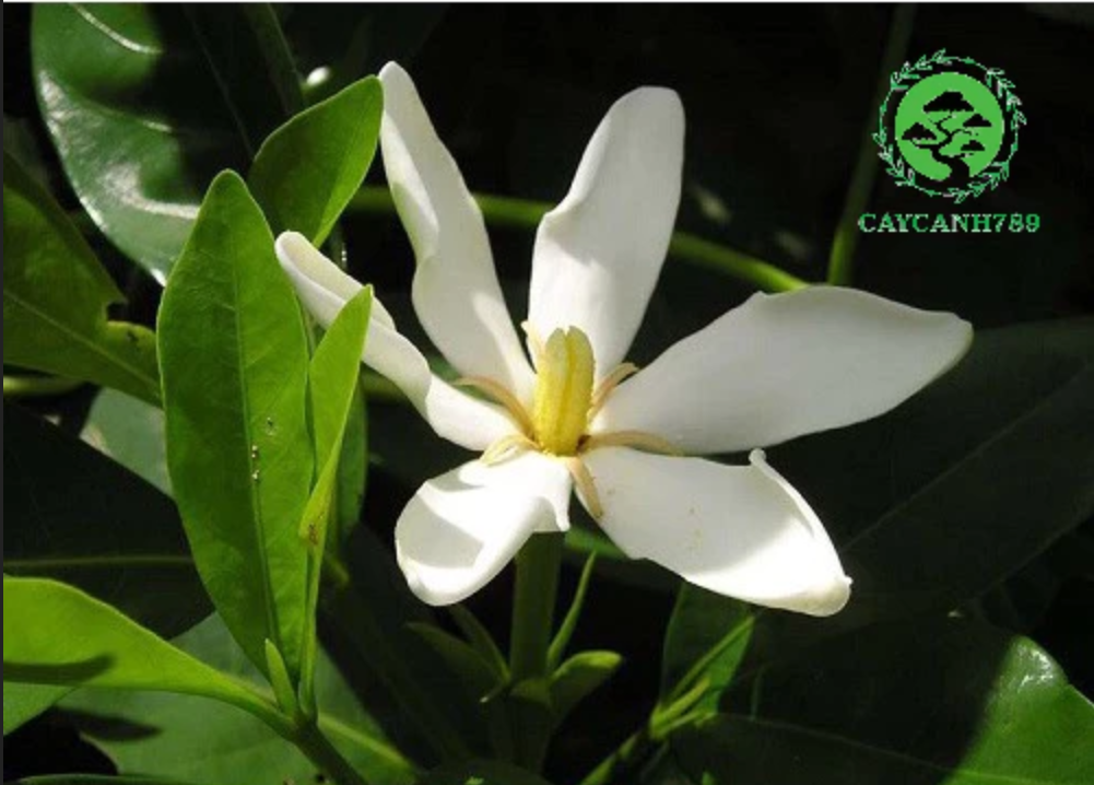 Chậu hoa dành dành: Cây cảnh đẹp HÚT TÀI LỘC hay chỉ là lời đồn? Chậu hoa dành dành: Cây cảnh đẹp HÚT TÀI LỘC hay chỉ là lời đồn?