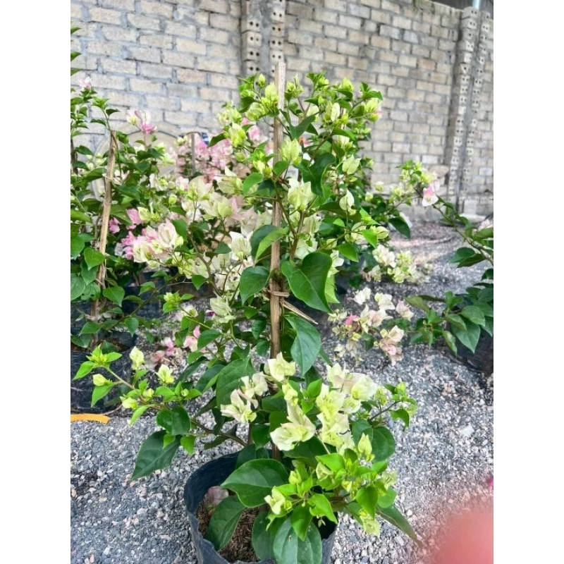 BÍ MẬT sở hữu chậu hoa giấy đẹp màu sakura, nở hoa quanh năm ai cũng MÊ. BÍ MẬT sở hữu chậu hoa giấy đẹp màu sakura, nở hoa quanh năm ai cũng MÊ.