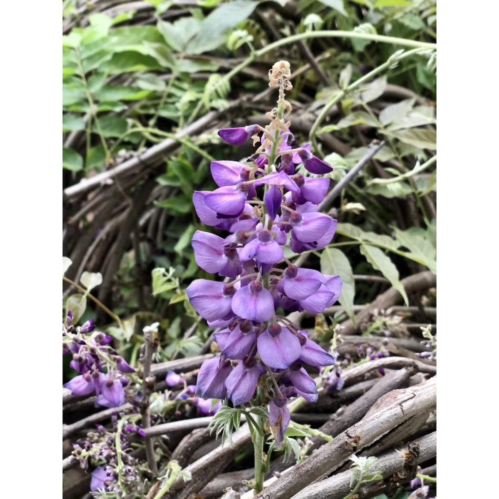 Cây Hoa Tử Đằng – Chậu Hoa Cây Cảnh Đẹp Mang May Mắn, TÀI LỘC Về Nhà. Cây Hoa Tử Đằng – Chậu Hoa Cây Cảnh Đẹp Mang May Mắn, TÀI LỘC Về Nhà.