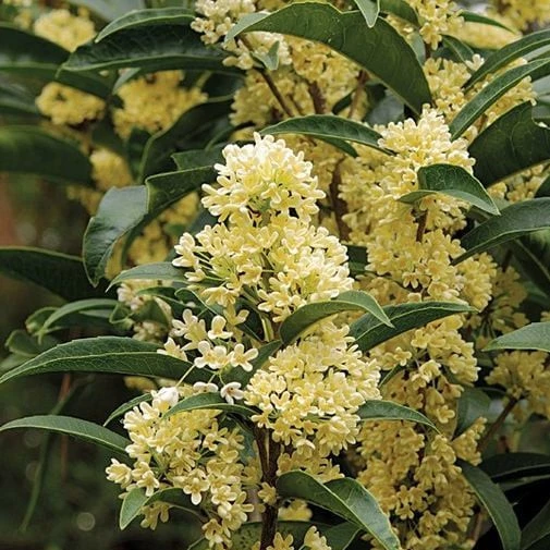 Cây Mộc Hương Ta: Chậu Hoa Cây Cảnh Phong Thủy Đỉnh Cao, Thu Hút Vượng Khí, Ngát Hương Say Đắm Lòng Người! Cây Mộc Hương Ta: Chậu Hoa Cây Cảnh Phong Thủy Đỉnh Cao, Thu Hút Vượng Khí, Ngát Hương Say Đắm Lòng Người!