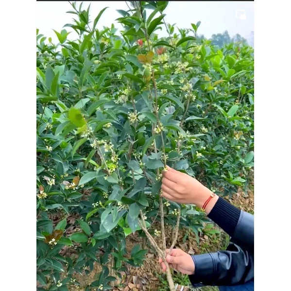 KHỬ SẠCH MÙI HÔI, Thanh Lọc Không Khí Với Bí Quyết Từ Cây Mộc Hương Ta KHỬ SẠCH MÙI HÔI, Thanh Lọc Không Khí Với Bí Quyết Từ Cây Mộc Hương Ta