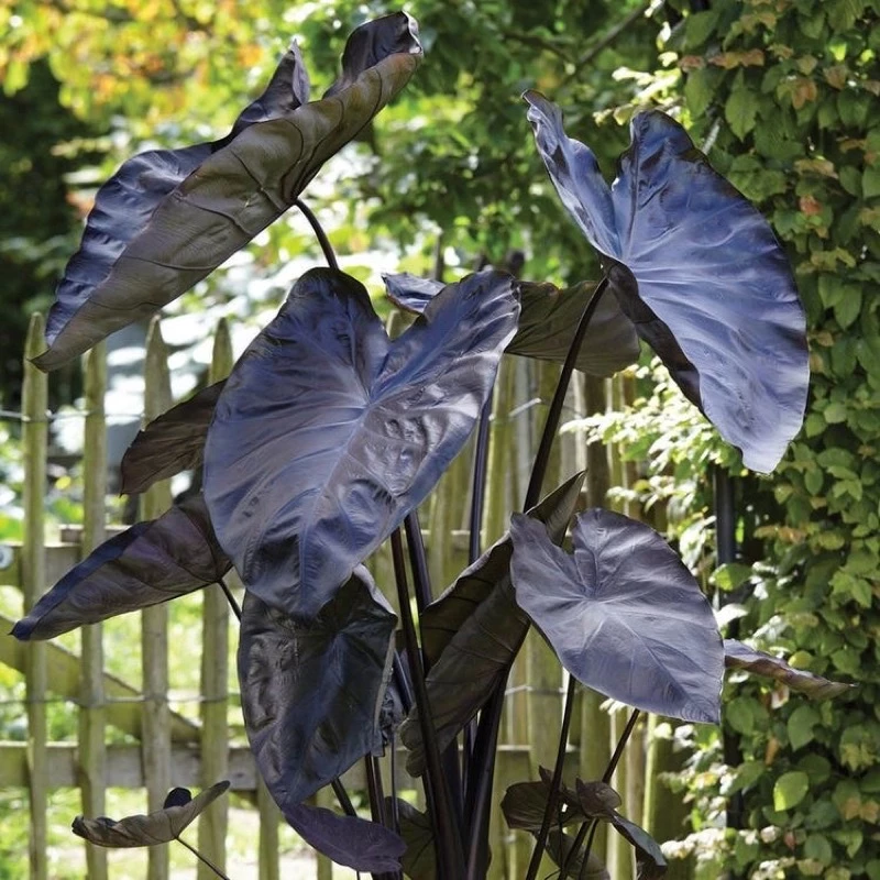 Chậu Môn Đen ĐỘC LẠ - Nâng Tầm Đẳng Cấp Cho Không Gian Cây Cảnh Ngoài Trời Của Bạn. Chậu Môn Đen ĐỘC LẠ - Nâng Tầm Đẳng Cấp Cho Không Gian Cây Cảnh Ngoài Trời Của Bạn.