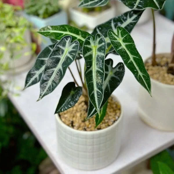 Thêm mảng xanh, thêm năng lượng tích cực. Bạn đã có chậu hoa trong nhà chưa? 😊 Vẻ đẹp sắc nét của Môn Quan Âm, lựa chọn hoàn hảo cho một chậu hoa cây cảnh ngoài trời đầy nghệ thuật và tinh tế tại ban công nhà bạn.