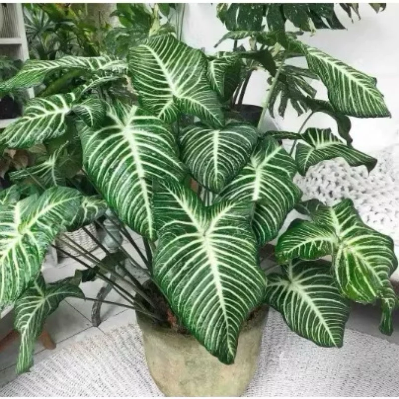 Góc nhỏ thêm xinh với chậu hoa trang trí tinh tế. 🌱Cây Môn Cánh Thiên Thần – Chậu Hoa Cây Cảnh Ngoài Trời Đẹp Tinh Khôi, Dễ Chăm Sóc!