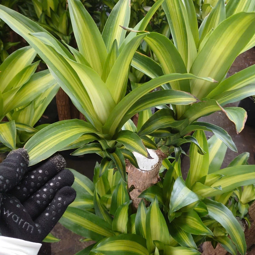 Làm Ăn THẤT BÁT? Hãy thử ngay chậu hoa cây cảnh phong thủy này để đổi vận Làm Ăn THẤT BÁT? Hãy thử ngay chậu hoa cây cảnh phong thủy này để đổi vận