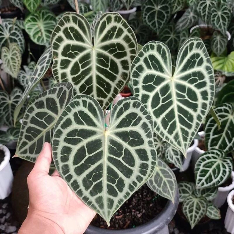 Chỉ 5 phút mỗi ngày để sở hữu chậu hoa cây cảnh nghệ thuật Cây Trái Tim vạn người mê. Chỉ 5 phút mỗi ngày để sở hữu chậu hoa cây cảnh nghệ thuật Cây Trái Tim vạn người mê.