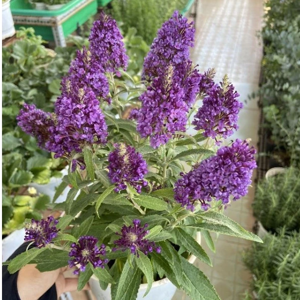 Trồng Gì Cho Ban Công? Thử Ngay Chậu Hoa Cây Cảnh Trầm Hương Tím Đẹp MÊ HỒN Này Trồng Gì Cho Ban Công? Thử Ngay Chậu Hoa Cây Cảnh Trầm Hương Tím Đẹp MÊ HỒN Này