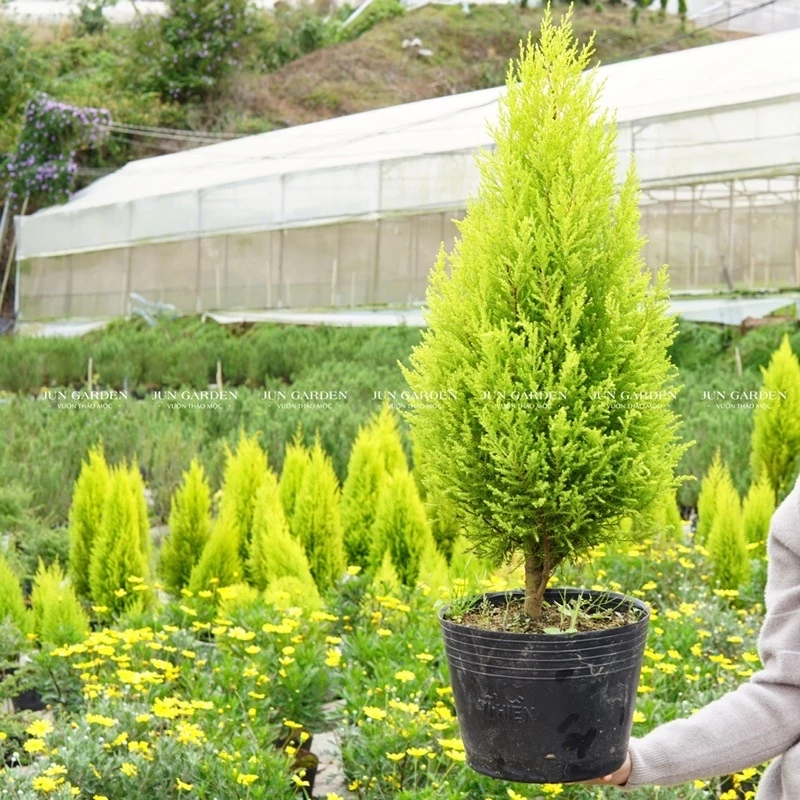 Tùng Thơm Có Thực Sự Đuổi Sạch Muỗi? | Review Chậu Hoa Cây Cảnh Ngoài Trời ĐÁNG TIỀN Nhất. Tùng Thơm Có Thực Sự Đuổi Sạch Muỗi? | Review Chậu Hoa Cây Cảnh Ngoài Trời ĐÁNG TIỀN Nhất.