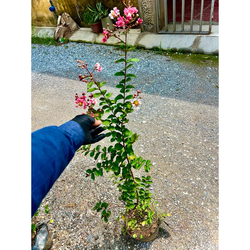 Biến Ban Công Thành Vườn Thơ Với Chậu Tường Vi Song Hỉ 2 Màu ĐỘC LẠ. Biến Ban Công Thành Vườn Thơ Với Chậu Tường Vi Song Hỉ 2 Màu ĐỘC LẠ.