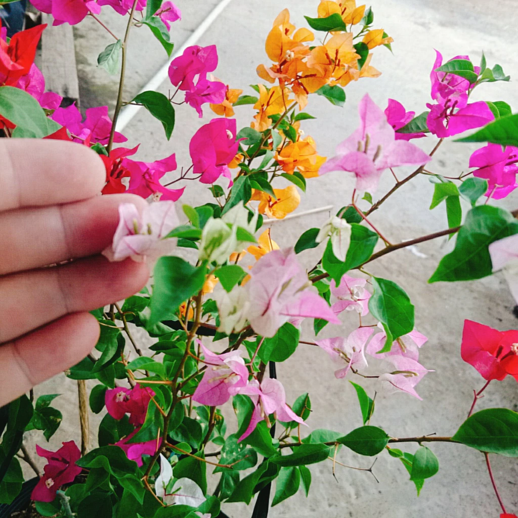 Chỉ 1 Chậu Hoa Giấy Đẹp Ngũ Sắc: Ban công nhà bạn sẽ rực rỡ hơn bất kỳ khu vườn nào. Chỉ 1 Chậu Hoa Giấy Đẹp Ngũ Sắc: Ban công nhà bạn sẽ rực rỡ hơn bất kỳ khu vườn nào.